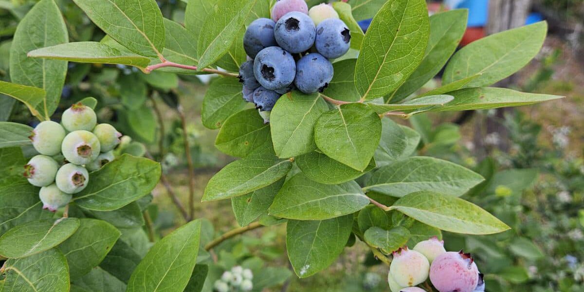 fun-things-to-do-for-adults-lutz fun-things-to-do-for-adults-lutz